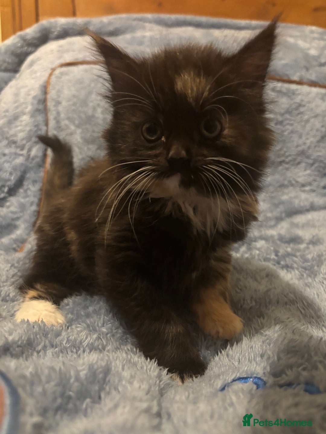 Mixed Breed cats for sale: 7 beautiful British short hair cross  - Advert 11