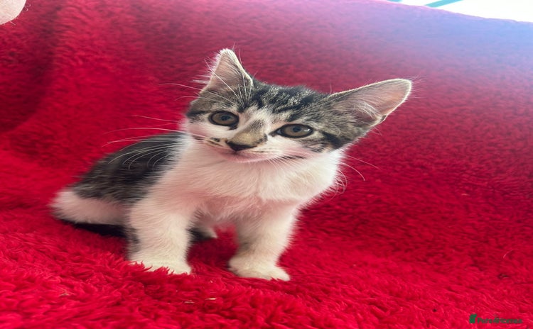 Mixed Breed cats - Advert 1