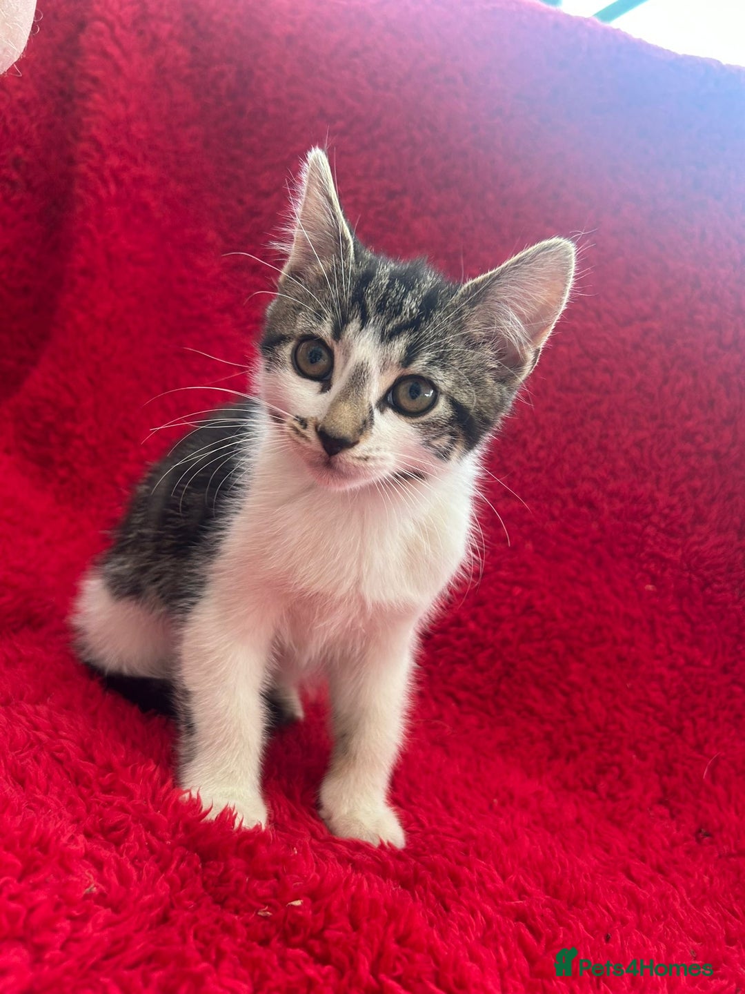 Mixed Breed cats for sale: Gorgeous kittens - Image 1