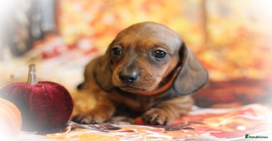 Miniature Dachshund dogs - Advert 3