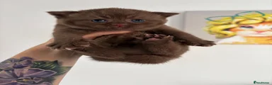 Kitten 3