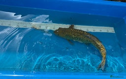 Koi Carp fish for sale: Various koi carp for sale  - Image 33