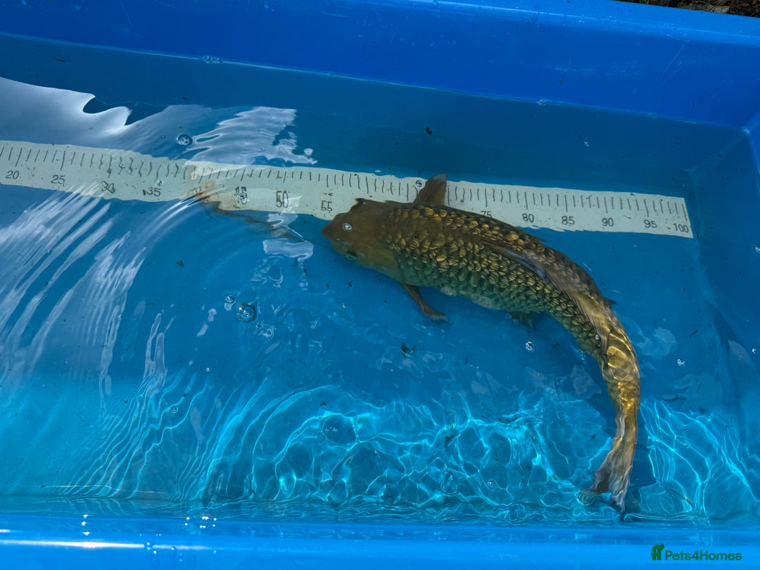 Koi Carp fish for sale: Various koi carp for sale  - Image 33