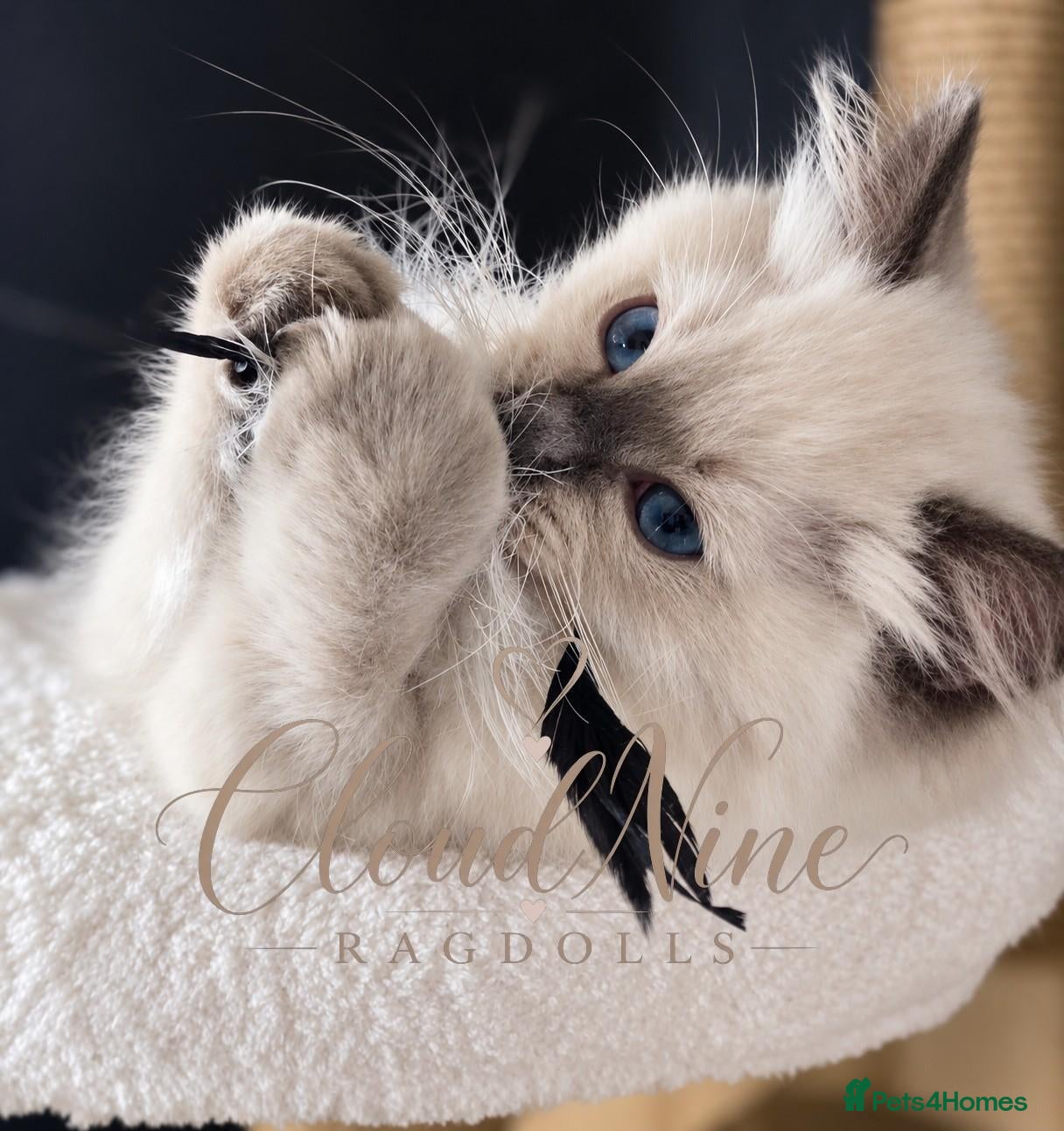 Ragdoll cats 🐾 READY NOW - LAST BOY - TICA-REGISTERED 🐾 - Advert 2