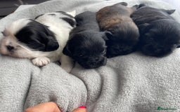 Shih Tzu dogs for sale: Kc Standard Shih Tzu puppies - Image 11
