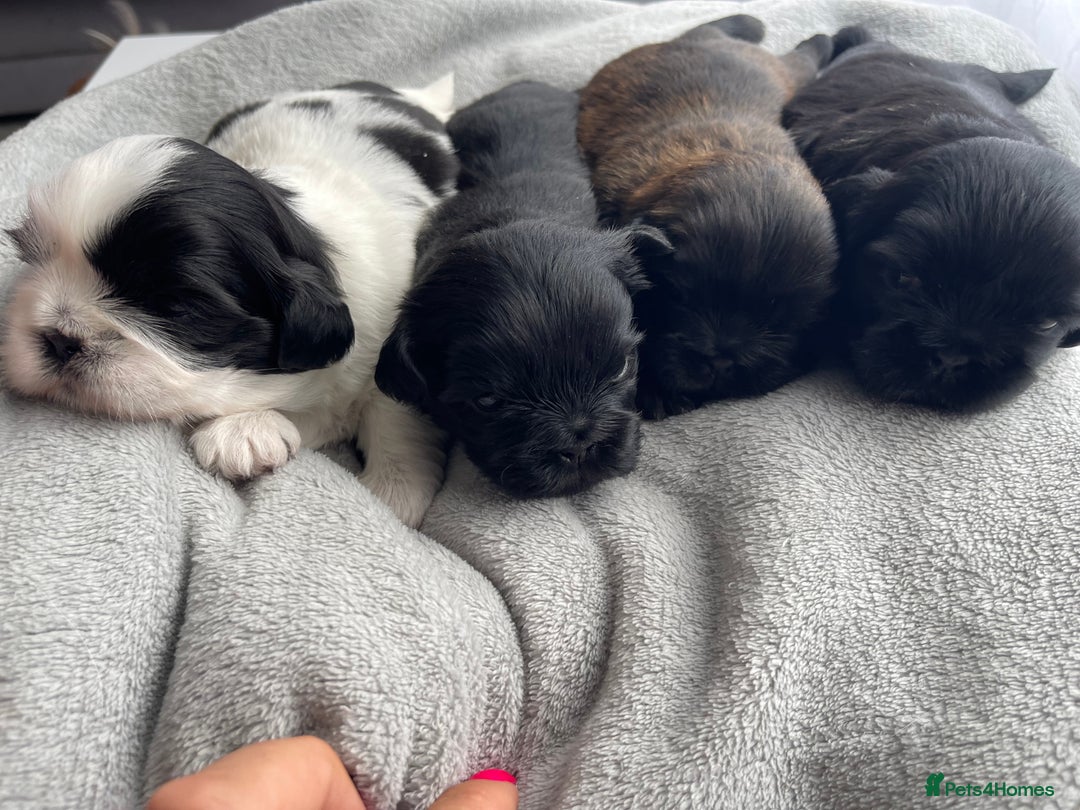 Shih Tzu dogs for sale: Kc Standard Shih Tzu puppies - Image 11