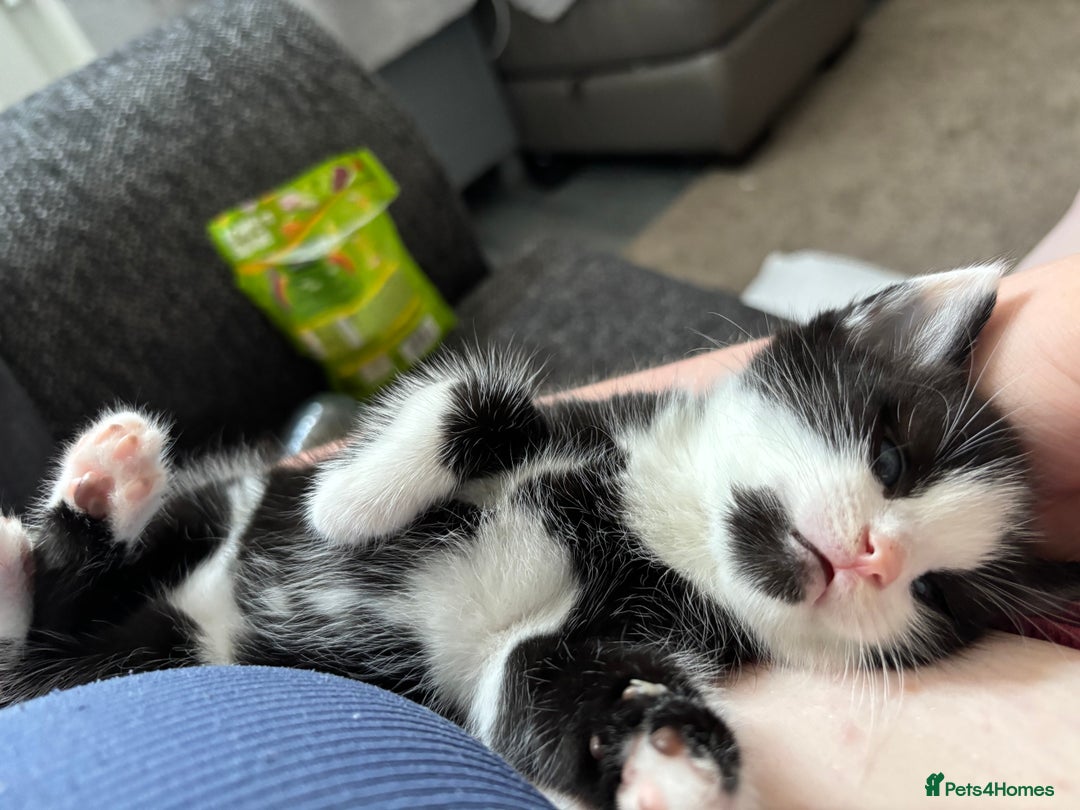 British Longhair cats for sale: Three adorable kittens  - Image 25