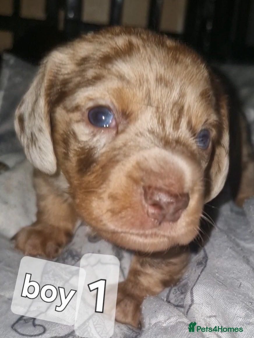 Dachshund dogs Miniature dauchshound  - Advert 4