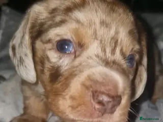 Dachshund dogs Miniature dauchshound - Advert 4