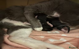 Mixed Breed cats for sale: Beautiful toe eaters!  - Image 7