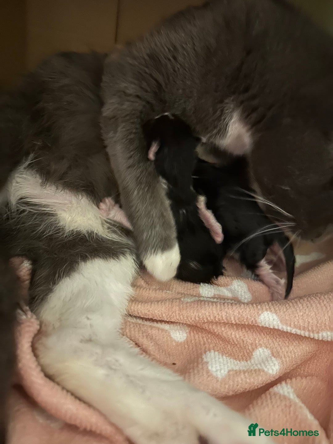 Mixed Breed cats for sale: Beautiful toe eaters!  - Image 7