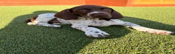 German Shorthaired Pointer dogs for sale: Ready to Leave 1 Male Left Otti 🐾🩵 - Advert 5