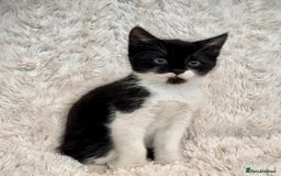 Ragdoll cats for sale: RagDoll X Kittens  - Image 3