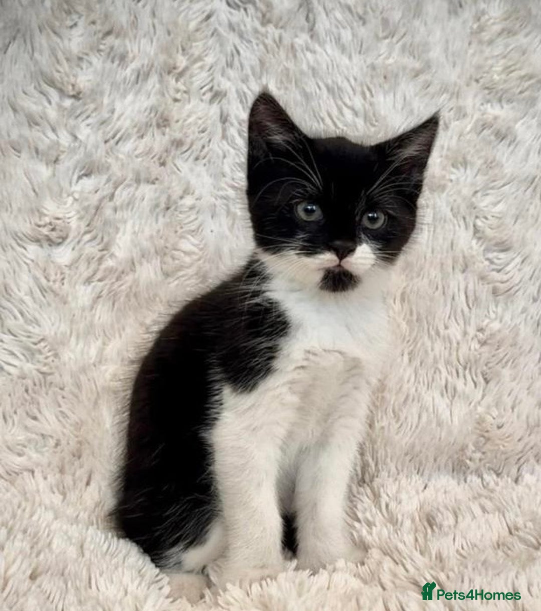 Ragdoll cats for sale: RagDoll X Kittens  - Image 3