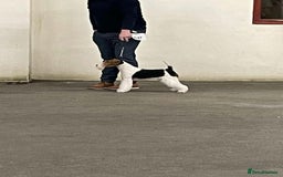 Fox Terrier dogs for sale: Stunning VDEGS Clear Wire Haired Fox Terriers - Image 5