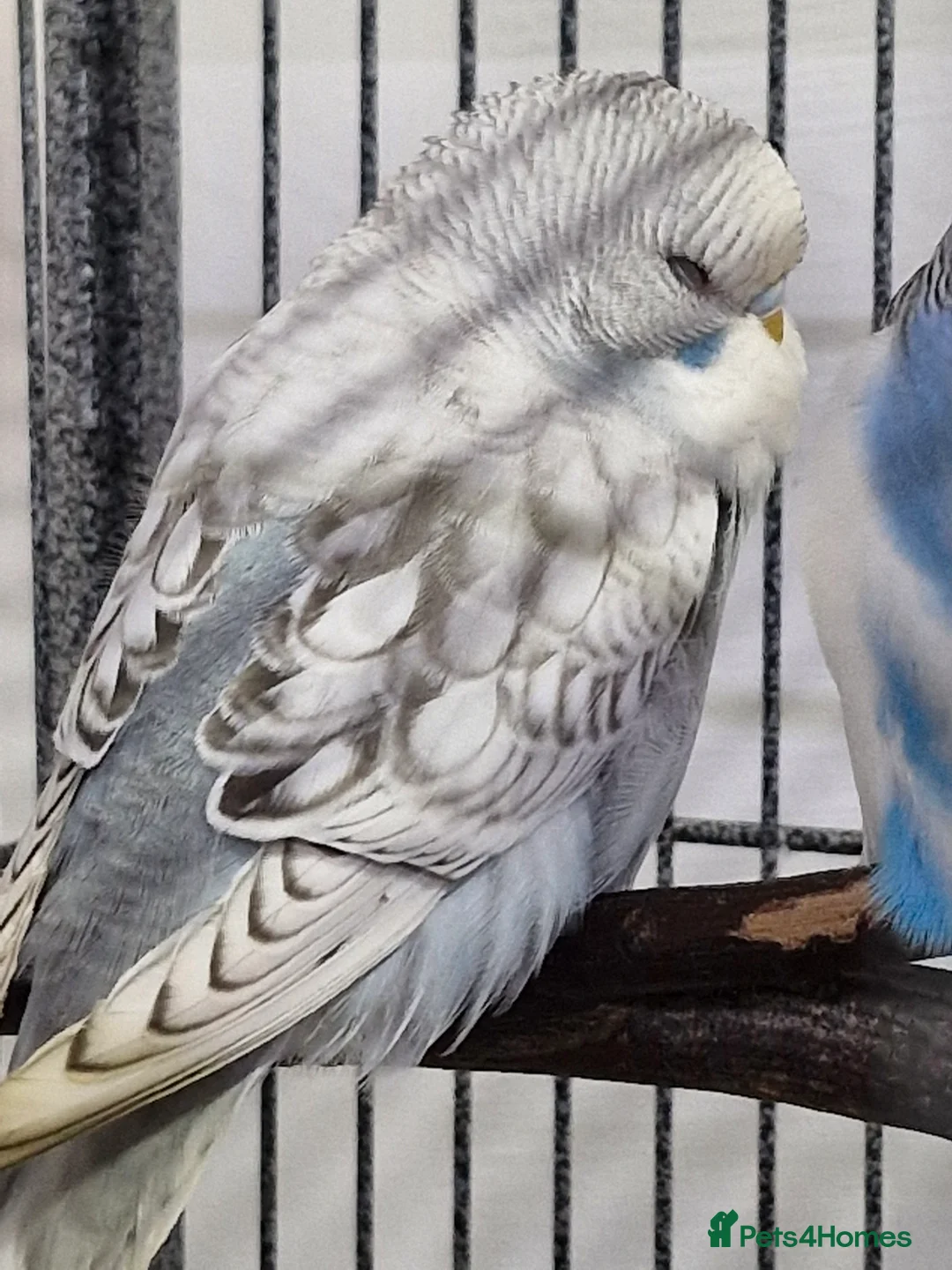 Budgerigars birds for sale: Baby Budgies - Advert 5