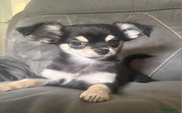 Chihuahua dogs for sale: Beautiful longhaired chihuahua boys ready now  - Image 4