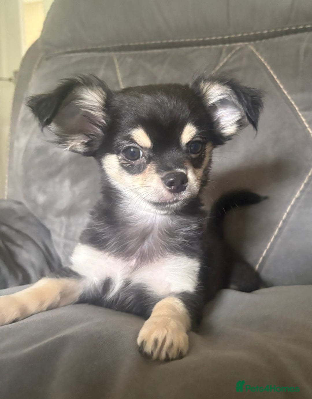 Chihuahua dogs for sale: Beautiful longhaired chihuahua boys ready now  - Image 4