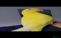 Budgerigars birds for sale: Handreared super tame baby yellow ringneck parrot - Image 6