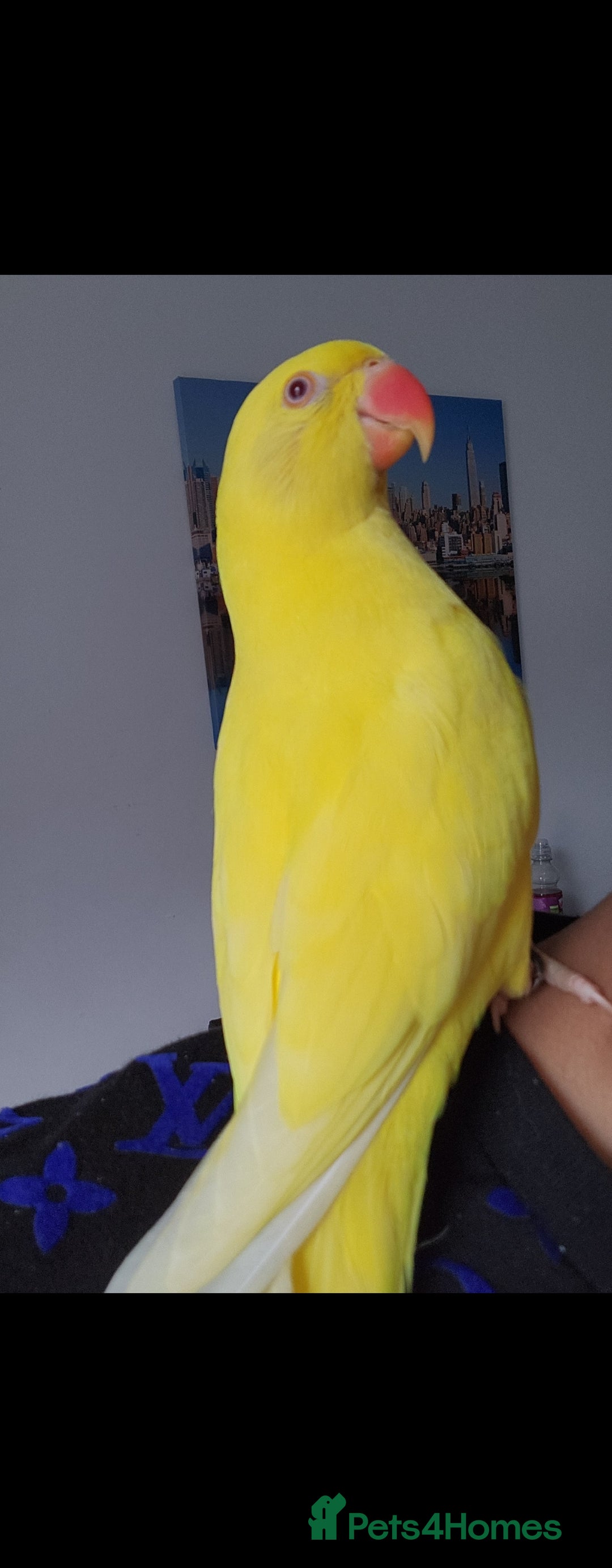 Budgerigars birds for sale: Handreared super tame baby yellow ringneck parrot - Image 6