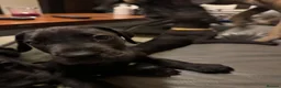 Great Dane dogs for sale: Ready now! Beautiful KC Great Dane puppies  - Advert 16