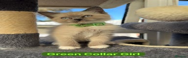 Green Collar