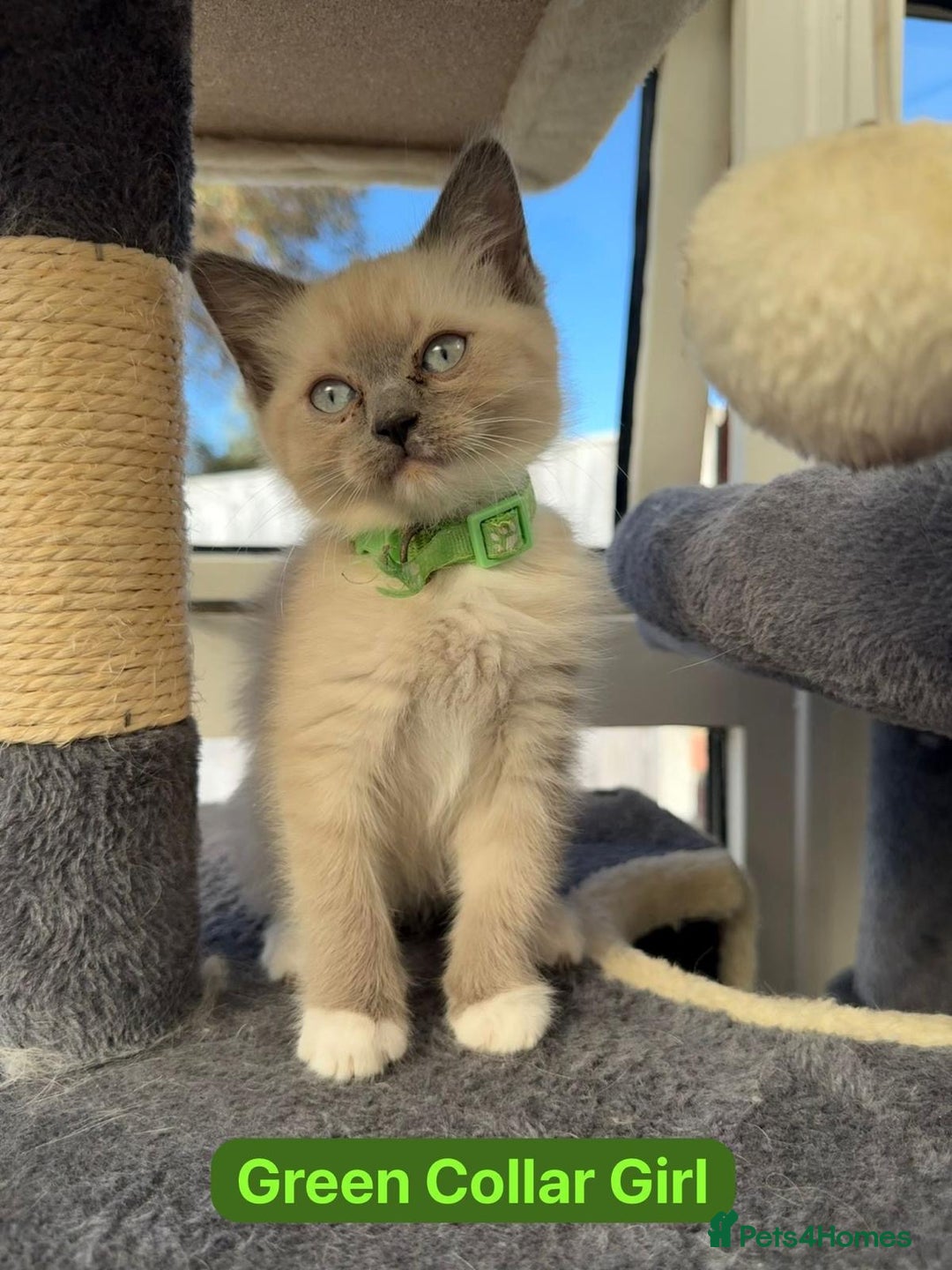 Ragdoll cats for sale: Gorgeous Championship Line Ragdoll kittens. - Advert 10