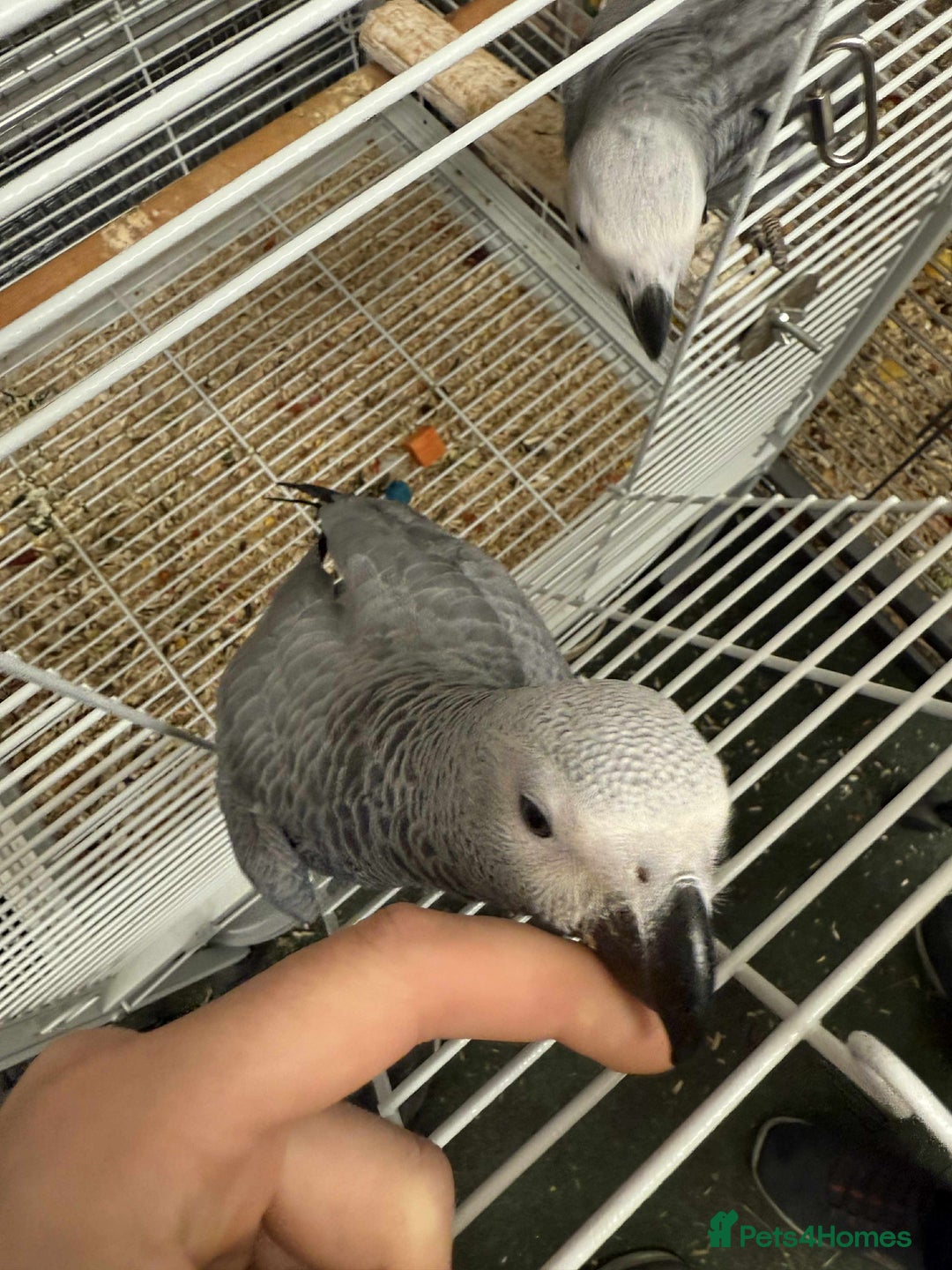 Parrots birds for sale: Silly tame greys - Image 7