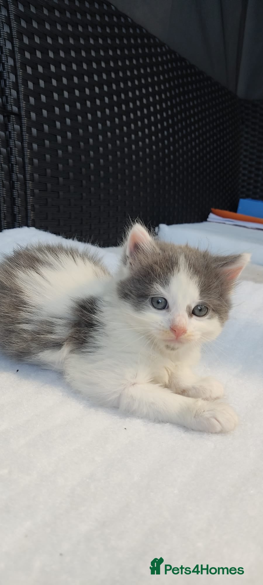 Mixed Breed cats  Kitchen  for sale - Advert 2