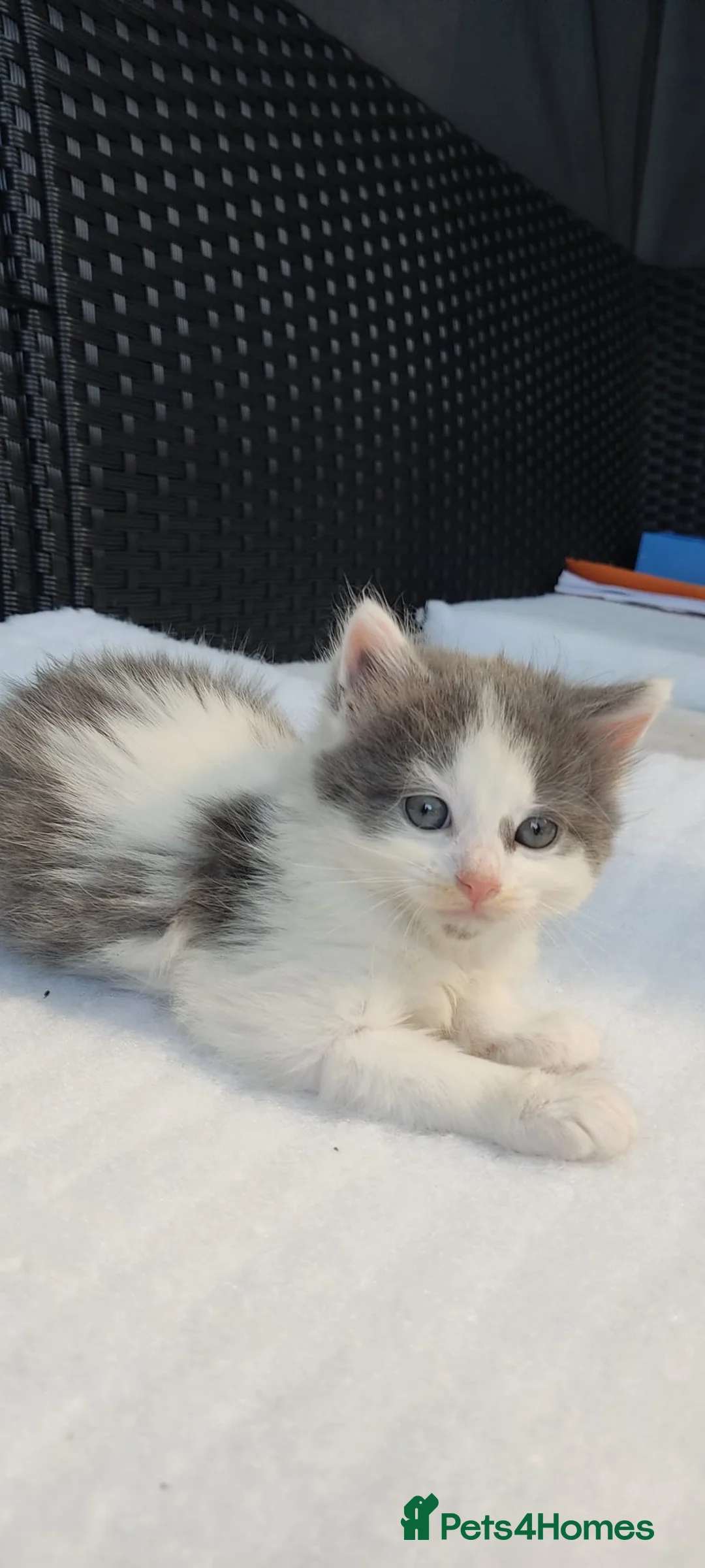 Mixed Breed cats for sale:  Kitchen  for sale - Advert 2