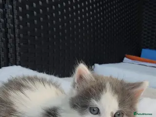 Mixed Breed cats Kitchen for sale - Advert 7