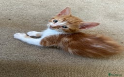 Mixed Breed cats for sale: Gorgeous Ginger & White  - Image 3