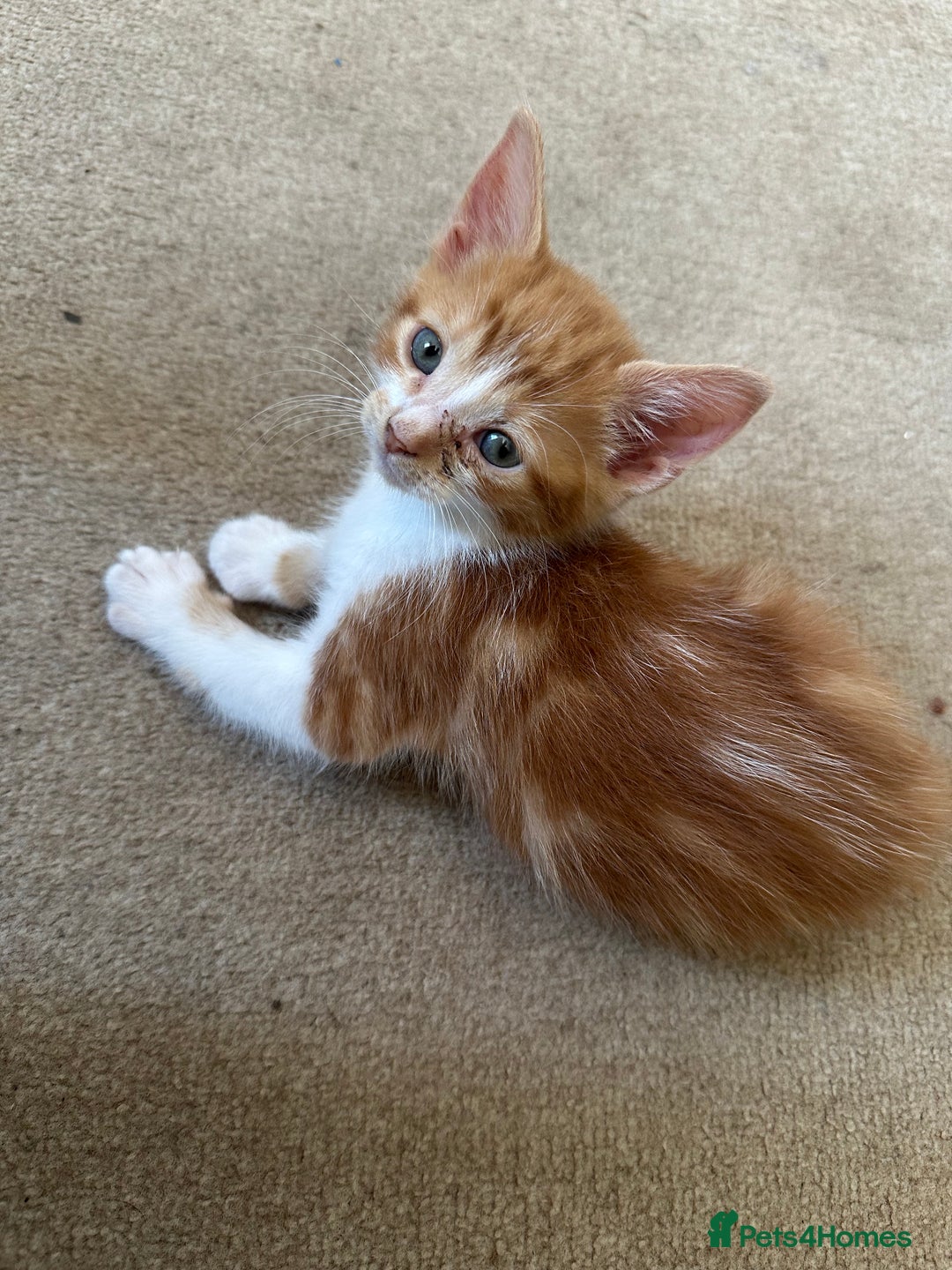 Mixed Breed cats for sale: Gorgeous Ginger & White  - Image 3