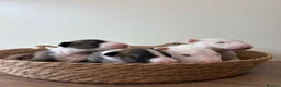 English Bull Terrier dogs for sale: Beautiful miniature English bull terrier puppies - Advert 9