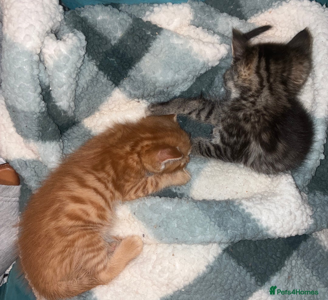 Domestic Shorthair cats for sale: Beautiful ginger & tabby kittens available 20 Dec - Advert 5