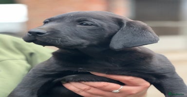 Labrador Retriever dogs - Advert 4