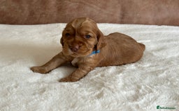 Cocker Spaniel dogs for sale: Extensively Health Tested KC Reg Puppies  - Image 18