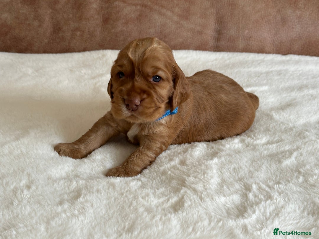 Cocker Spaniel dogs for sale: Extensively Health Tested KC Reg Puppies  - Image 18