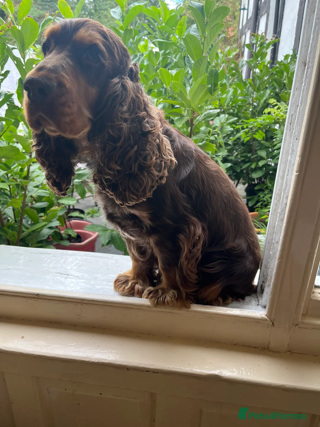 Cocker Spaniel dogs for stud: KC Superb example Classic SHOW Cocker Stud in Ruthin - Advert 12