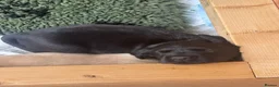 Labrador Retriever dogs for sale: KC Registered beautiful working labrador puppies in Oldham - Advert 32