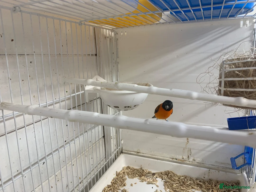 Finches birds for sale: Red Siskin cock bird - Advert 4