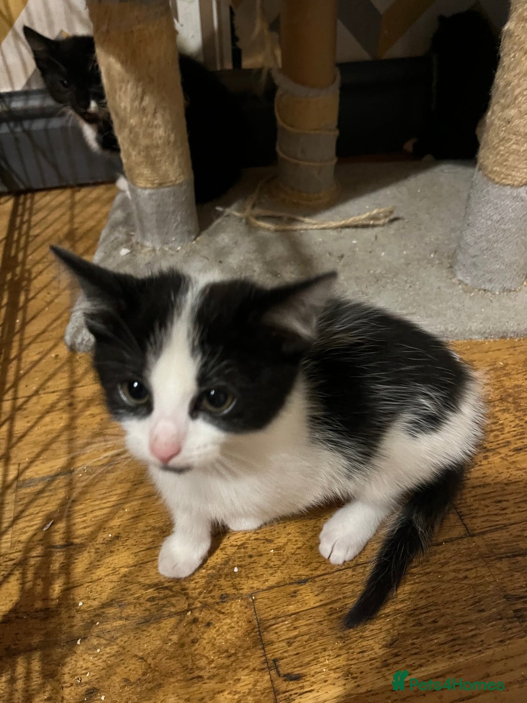 Mixed Breed cats for sale: Mixed breed kittens  - Advert 4