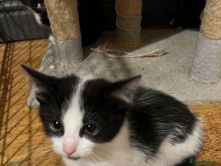 Mixed Breed cats Mixed breed kittens - Advert 7