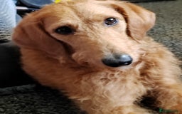 Labradoodle dogs for sale: Labradoodle muti gen f1bb - Image 2