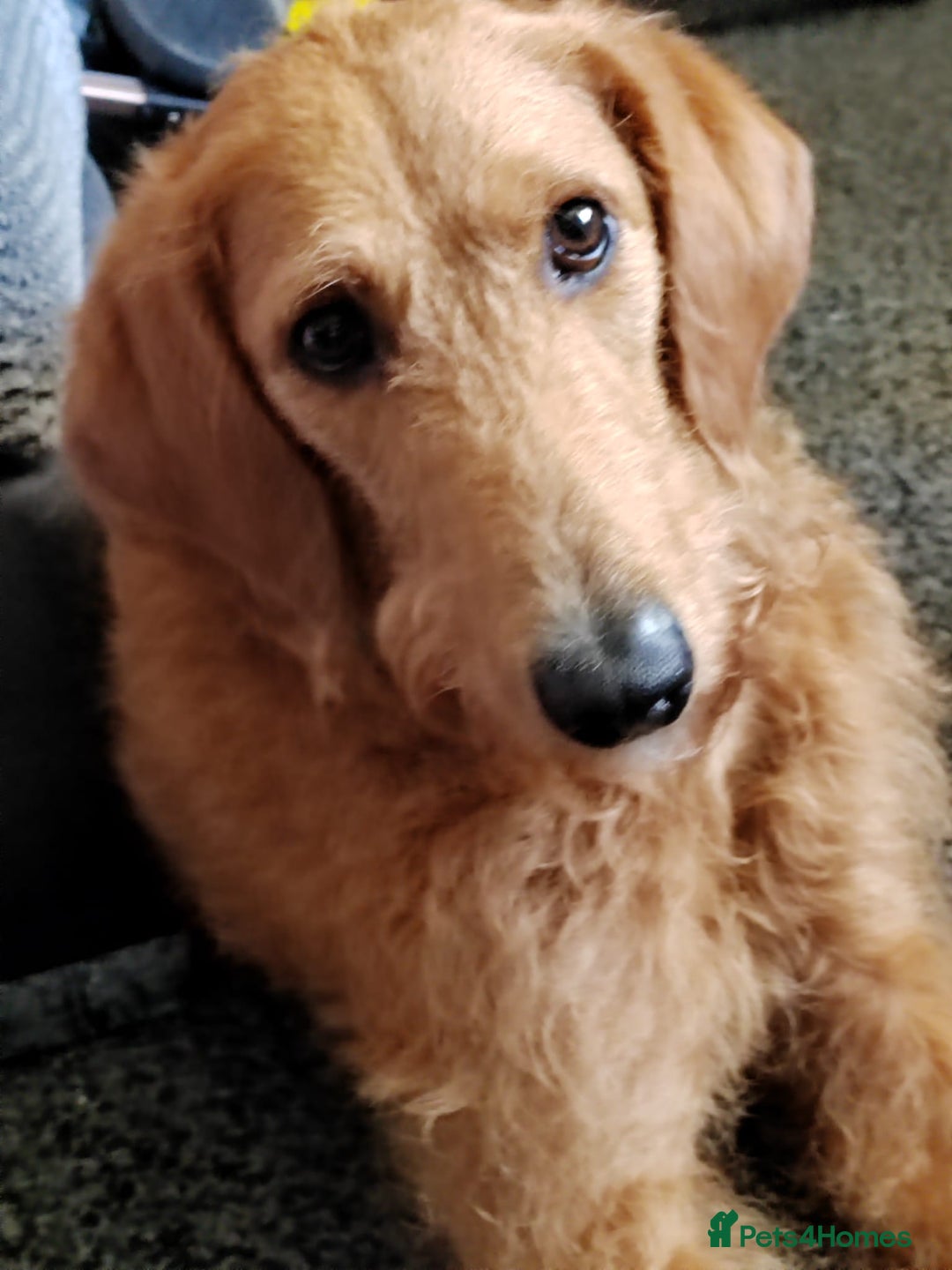 Labradoodle dogs for sale: Labradoodle muti gen f1bb - Image 2