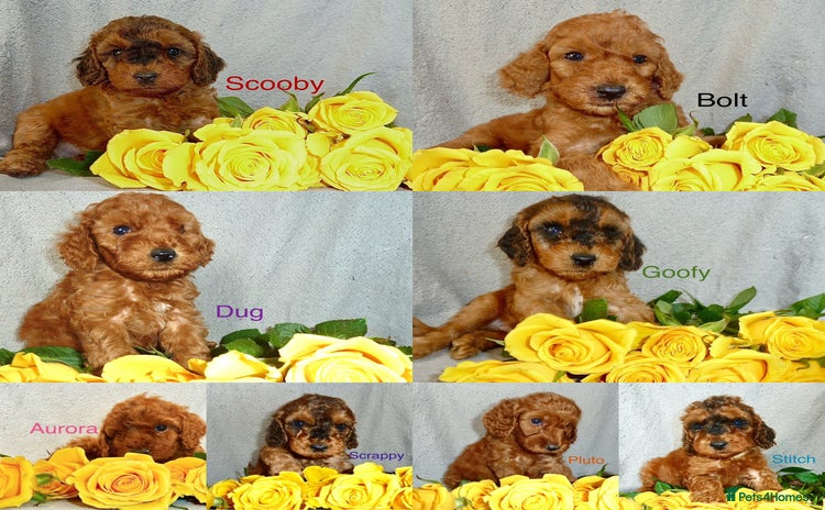 Cockapoo dogs - Advert 11