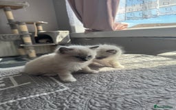 Ragdoll cats for sale: Blue Point kitten Ragdoll - Image 9