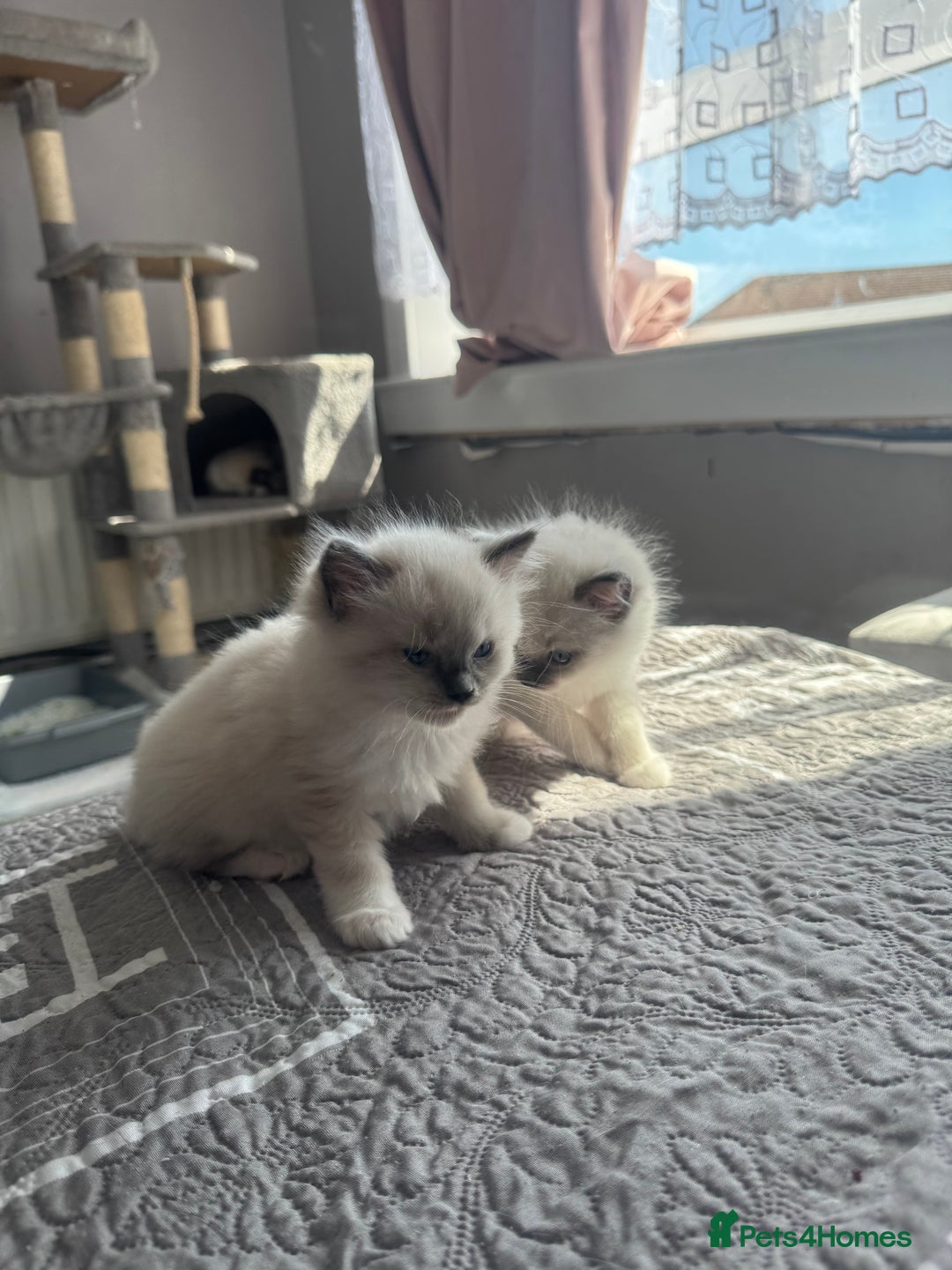 Ragdoll cats for sale: Blue Point kitten Ragdoll - Image 9