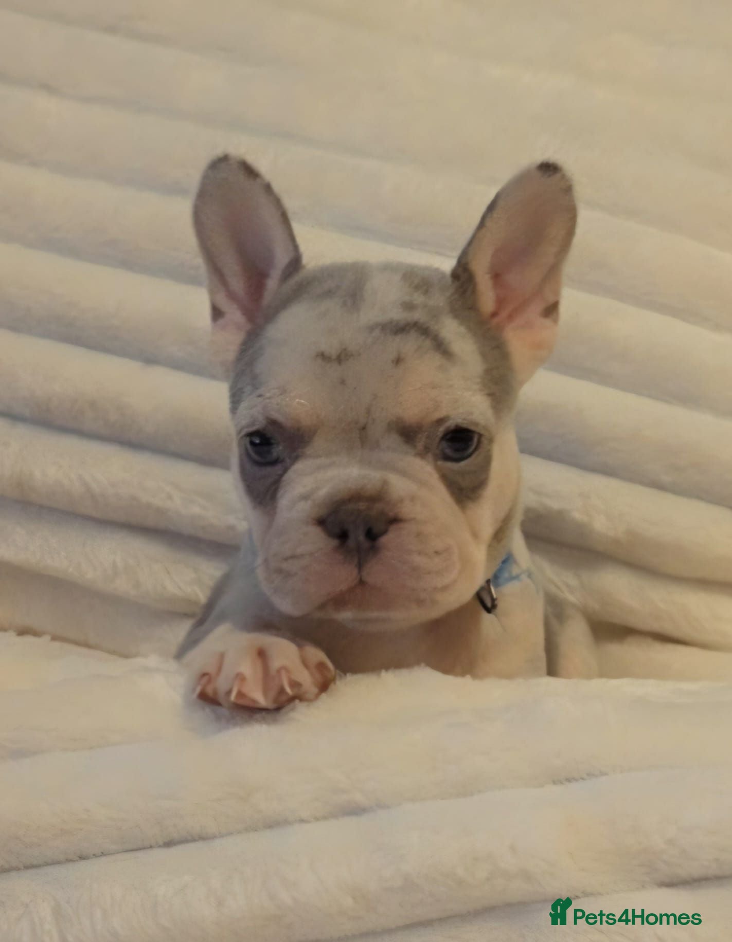 French Bulldog dogs 1 Boy Left Ready to leave 💯Ready To Leave 💯 - Advert 1