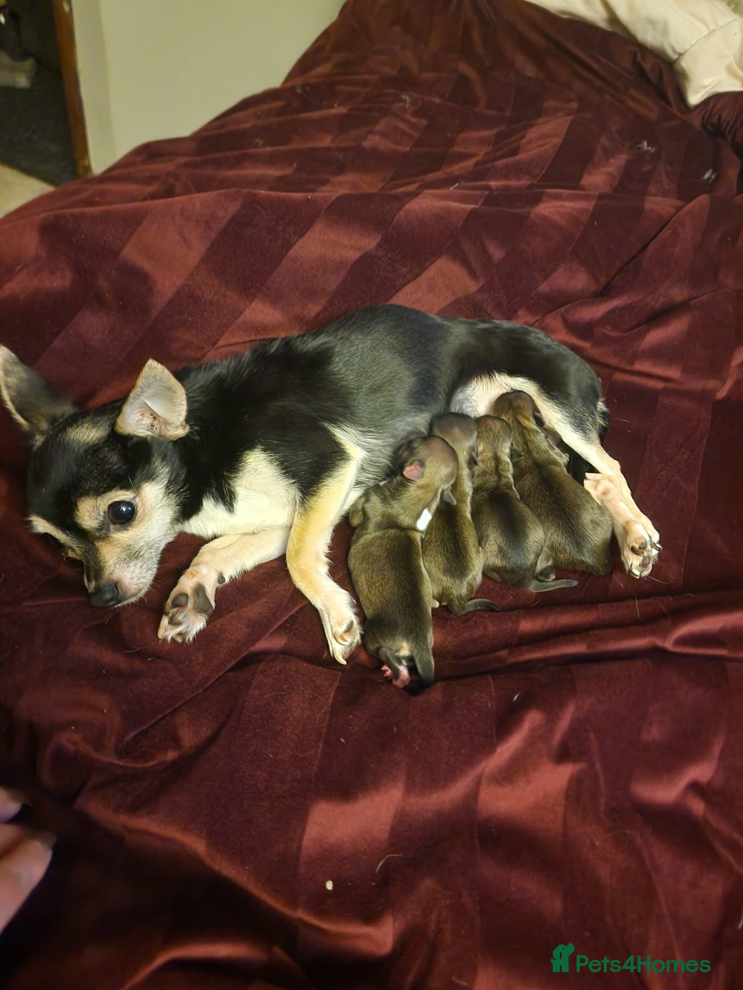 Chihuahua dogs Small chihuahuas - Advert 9